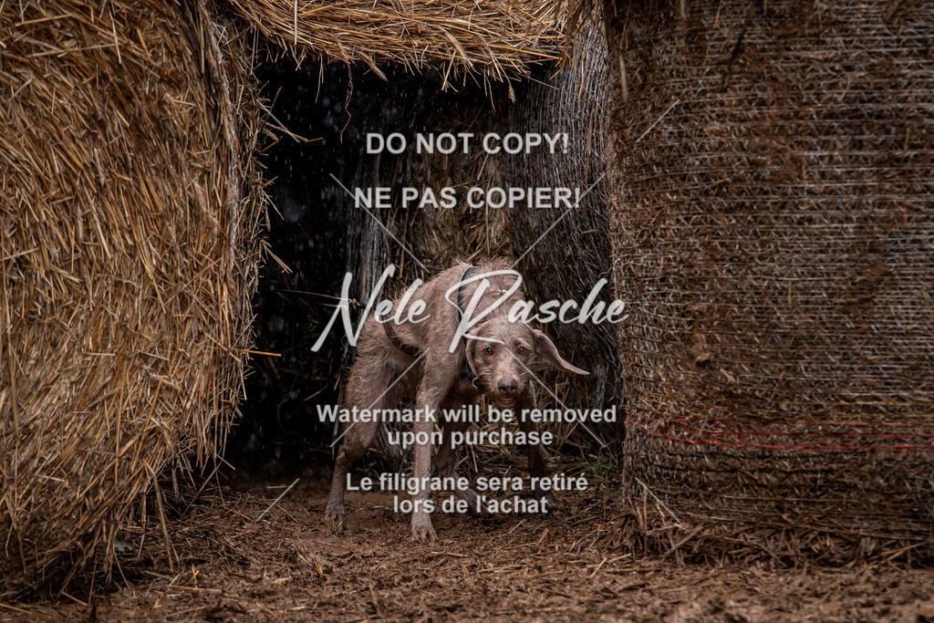 nelerasche_Hunsrück_So09-11_122 | nelerasche