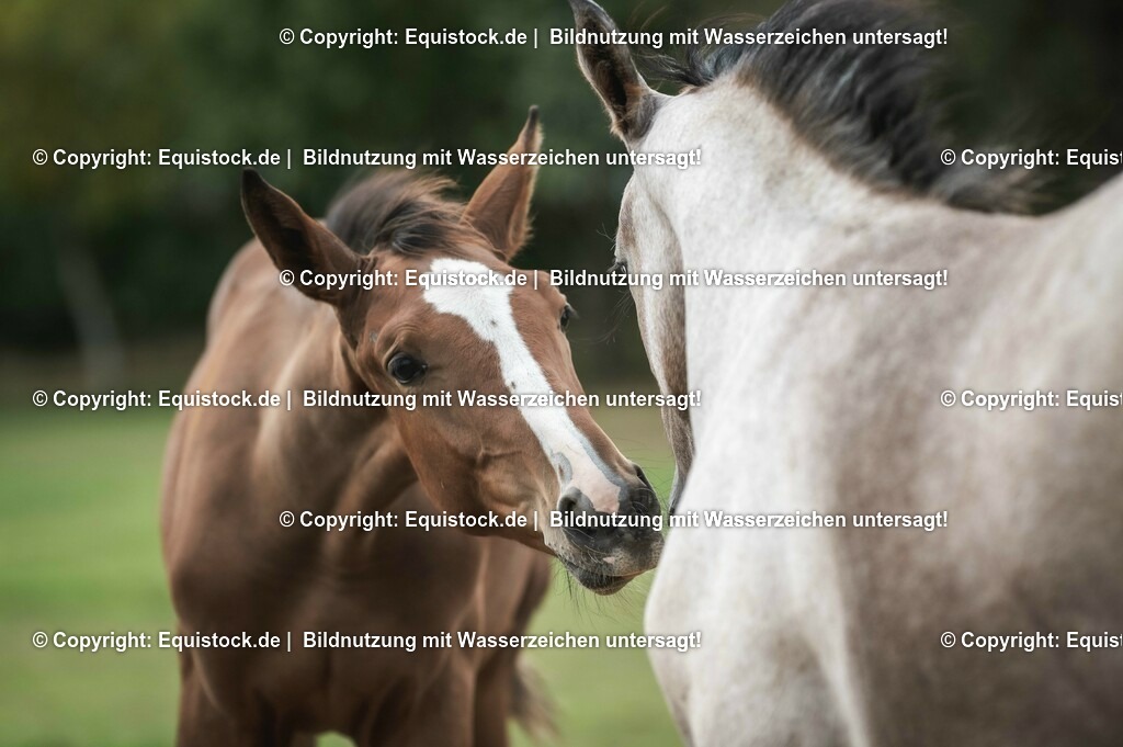 20201005_Fohlen_0080 | equistock