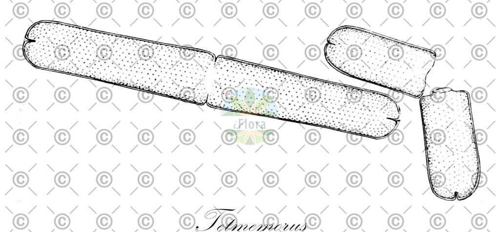 HistAbb_64725_1_ENZY_Simple | Historische Abbildung von Tetmemorus - Desmidiaceae (0) | Historical Illustration of Tetmemorus - Desmidiaceae (0)