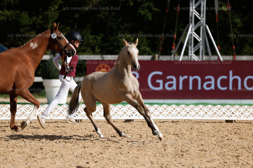 _AM19240 | working equitationturnier fotograf videograf stoibphotography marixx film working equitation deutschland reitsport turnierfotografie eventfotografie equestrian events