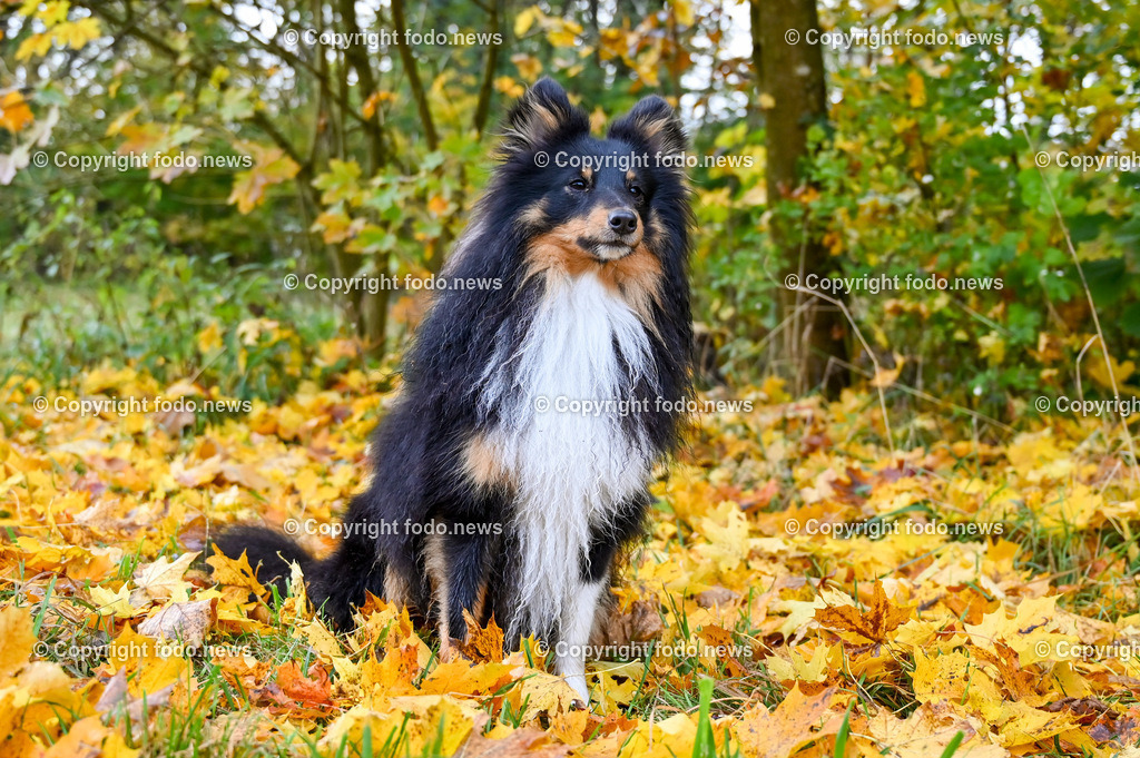 Hund_ Hunde_ Arrigo und Luigi_ 23.11.2021-4 | 23.11.2021, Linz, AUT, Hund, Hunde, im Bild Hund, Hunde, spazieren, Freilaufzone, Spazierweg, Arrigo und Luigi, Herbst