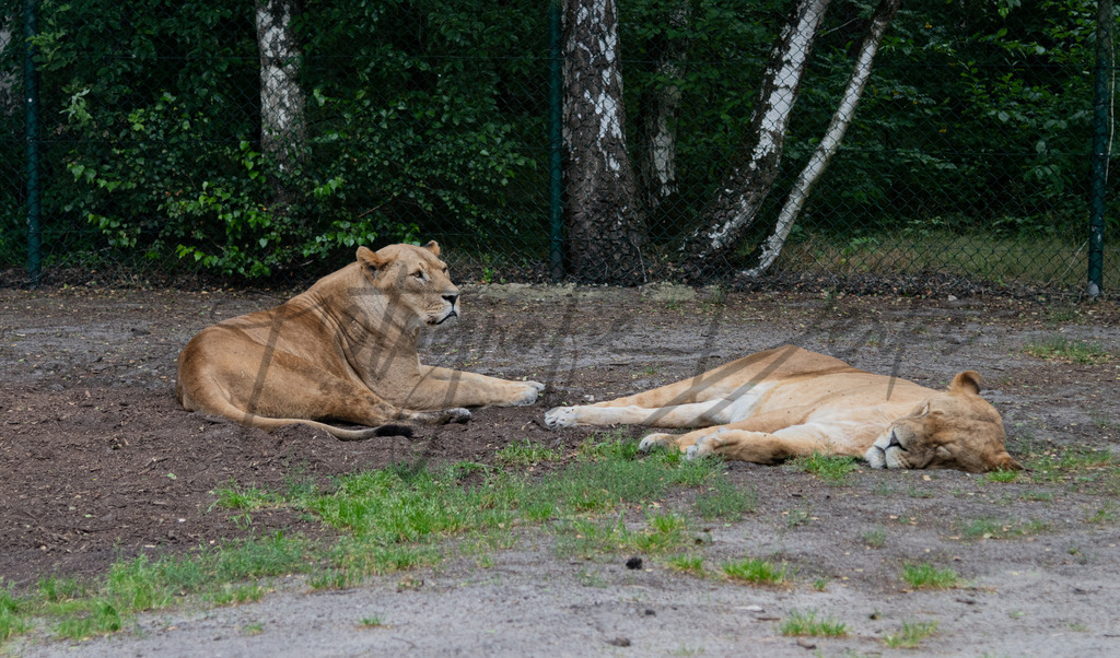 tiere-1-8 | fotografie-derks - Realisiert mit Pictrs.com