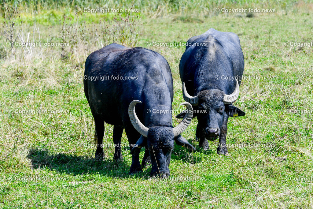 Deutschland_ Baden-Wuerttemberg_ Heiningen_ 11.08.2025-11 | 11.08.2025, Deutschland, GER, Baden-Wuerttemberg, Landkreis Goeppingen, Heiningen, im Bild Themenbild, Wasserbueffel, Biotop, Rohrwasen, Naturschutz, Feuchtgebiet, Weidetiere, Landschaftspflege, oekologische Vielfalt, Artenschutz, Grasen, Sumpfgebiet, nachhaltige Beweidung, Regionalprojekt, Umweltbildung, Naturraum, Moorlandschaft, Biodiversitaet, heimische Tierwelt, Besucherattraktion, ruhige Umgebung, Artenvielfalt, Naturerlebnis, oekologische Landwirtschaft, Feature, Symbolbild