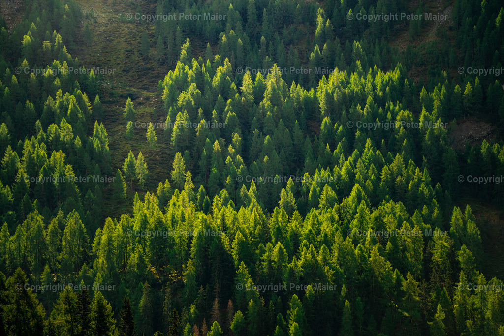 Divers_Erlebnisraum_Wald_23_Peter_Maier-718 | piet_flosse