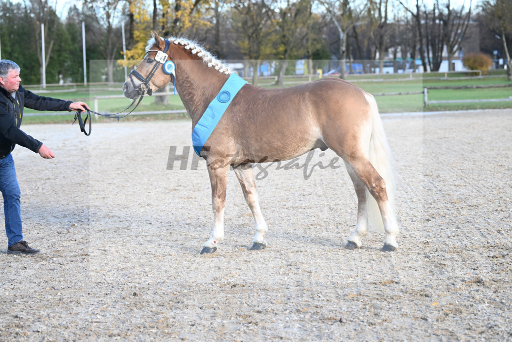 Kat-Nr. 8 Simba L v. Sonnenkoenig-Gold_Kappelsberger_43250812 | hf-fotografie - Realisiert mit Pictrs.com