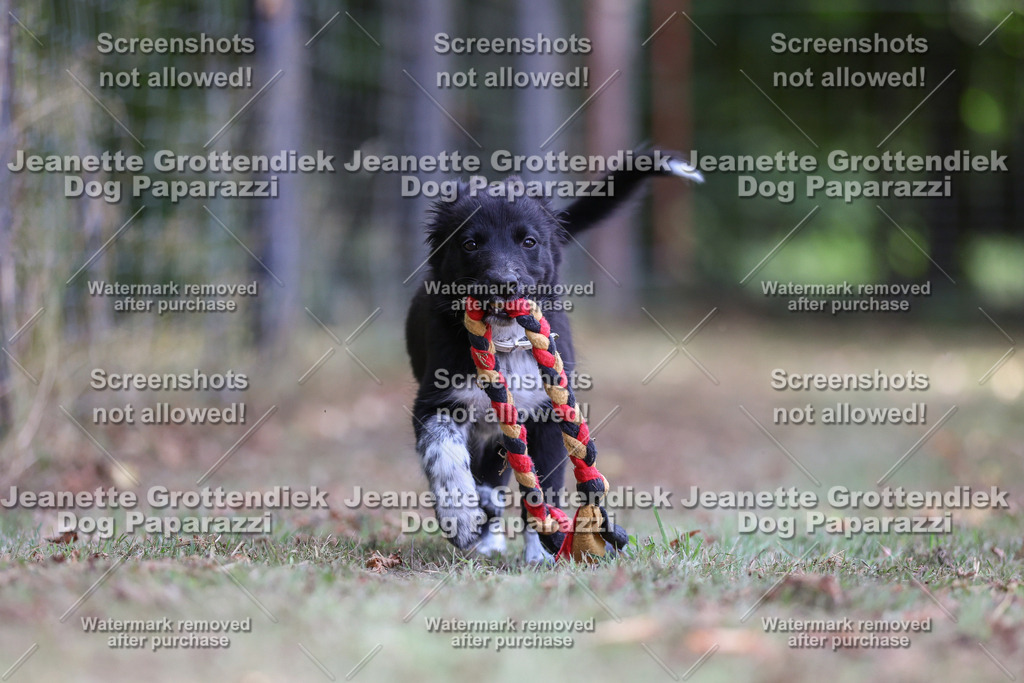 Dog Paparazzi -  Agiltiy Greffen 0826-561 Kopie | Dog Paparazzi Jeanette Grottendiek Fotografie & Videografie - Realisiert mit Pictrs.com