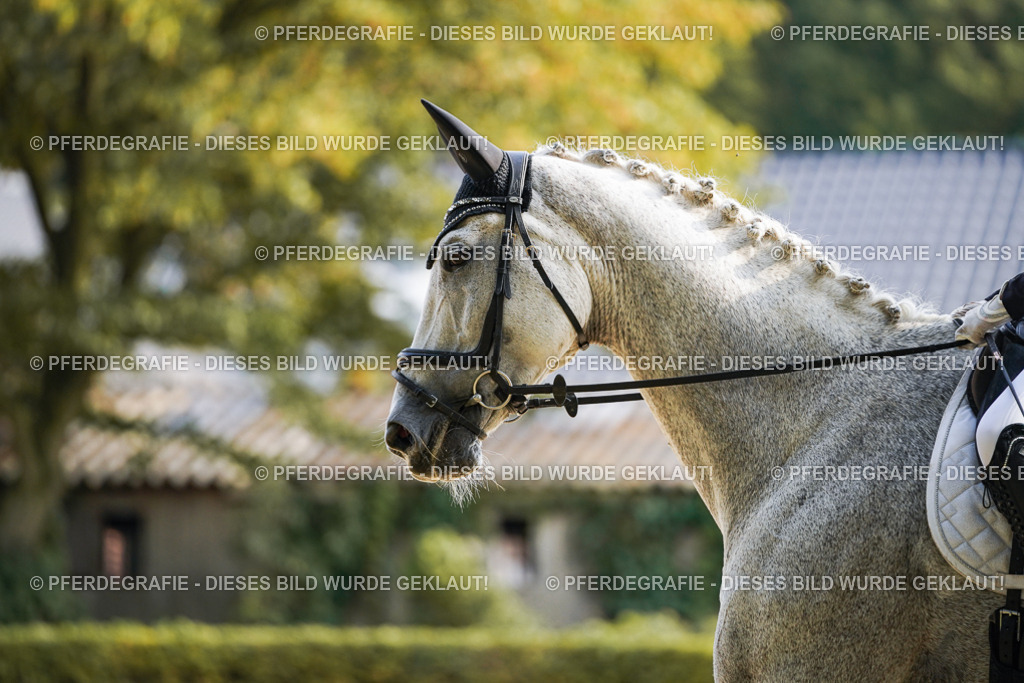 DSC05582 | Pferdegrafie