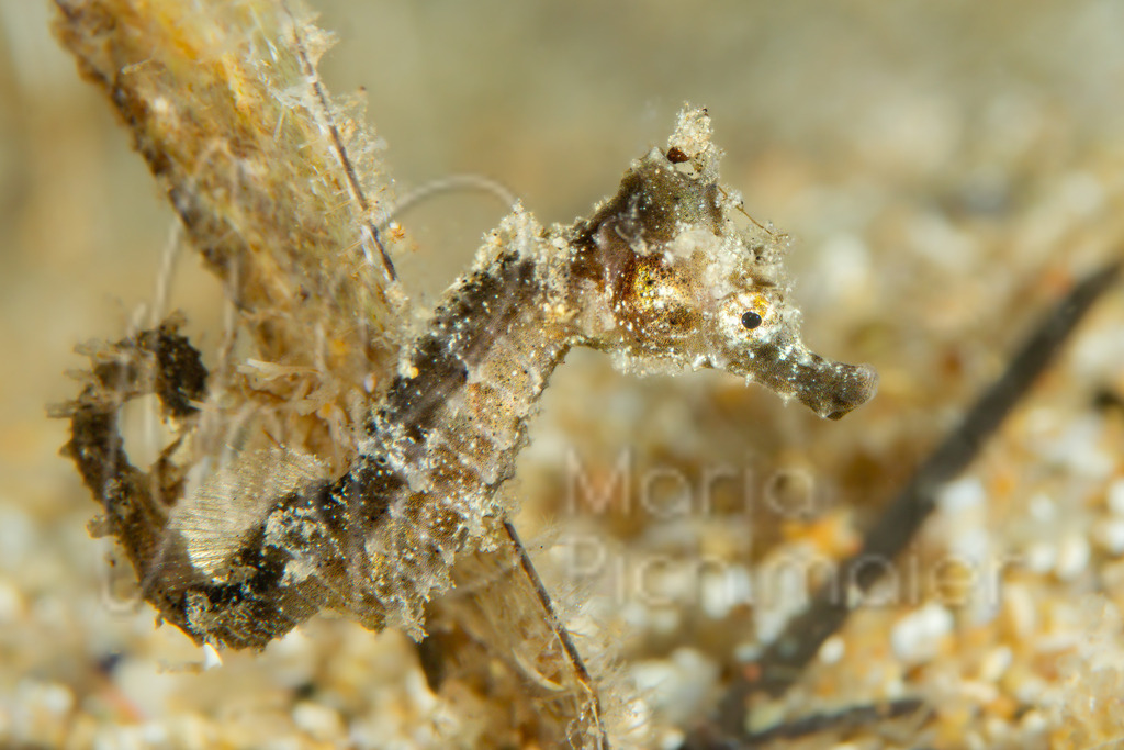 Hippocampus hippocampus | "Lilliput" Kurzschnäuziges Seepferdchen / Cast: Caballito de mar de hocico corto.  Fr: Hippocampe à nez court. Ang: Short-snouted seahorse - Realisiert mit Pictrs.com