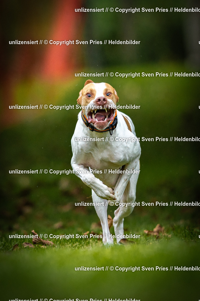 Sven Pries | 2025-09-21 - Hunderennen Baden-Oos - Realisiert mit Pictrs.com