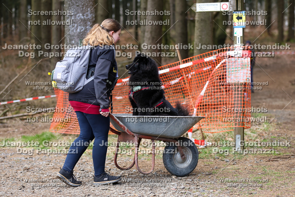 Dog Paparazzi - VCC26-860 | Dog Paparazzi Jeanette Grottendiek Fotografie & Videografie - Realisiert mit Pictrs.com