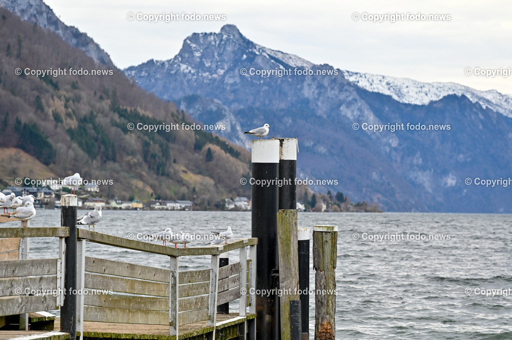 Gmunden_ 13.01.2023-23 | 13.01.2023, Gmunden, AUT, Gmunden, im Bild Traunsee, Wasservoegel, Moewen