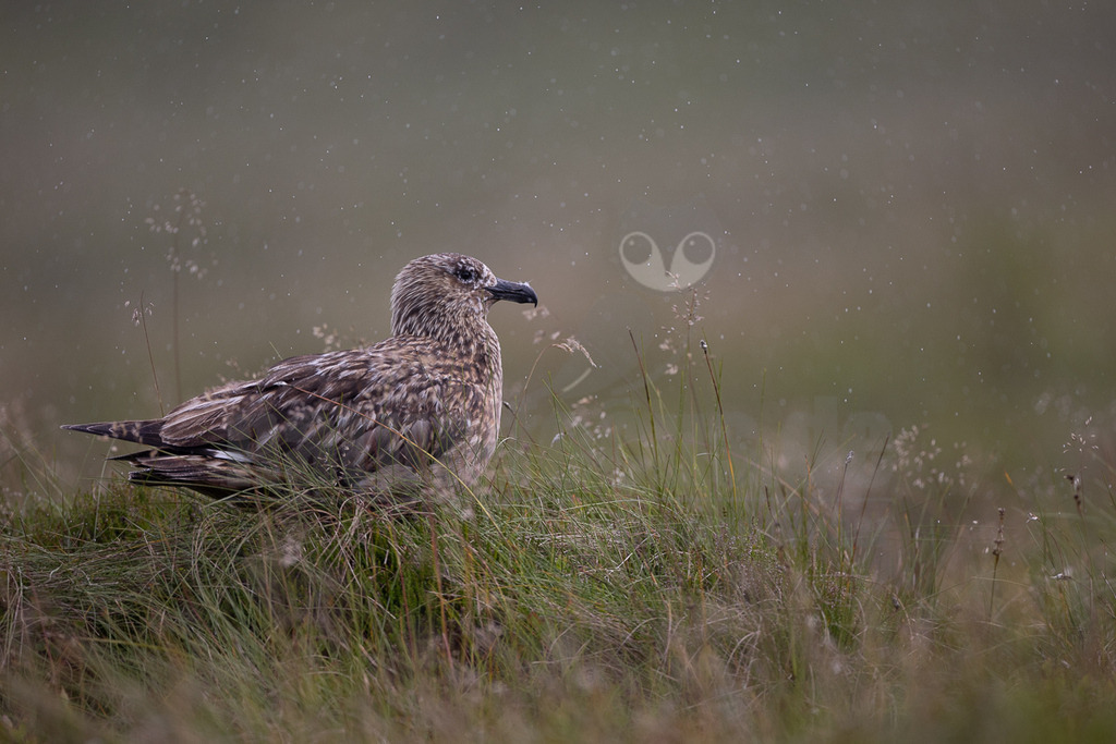 R5NF4139-20230720 | Das Bild zeigt eine Raubmöwe (Stercorarius skua), die im Gras sitzt. Das Gefieder des Vogels ist braun gefleckt, und er hat einen kräftigen, hakenförmigen Schnabel. Es scheint zu regnen oder zu schneien, da viele kleine weiße Punkte im Bild zu sehen sind. - Realisiert mit Pictrs.com