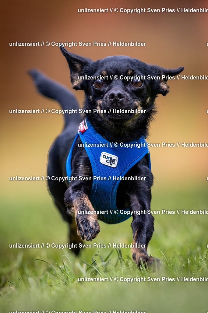 Sven Pries | 2024-04-21 - Hunderennen Baden-Oos
Foto: Sven Pries - Realisiert mit Pictrs.com