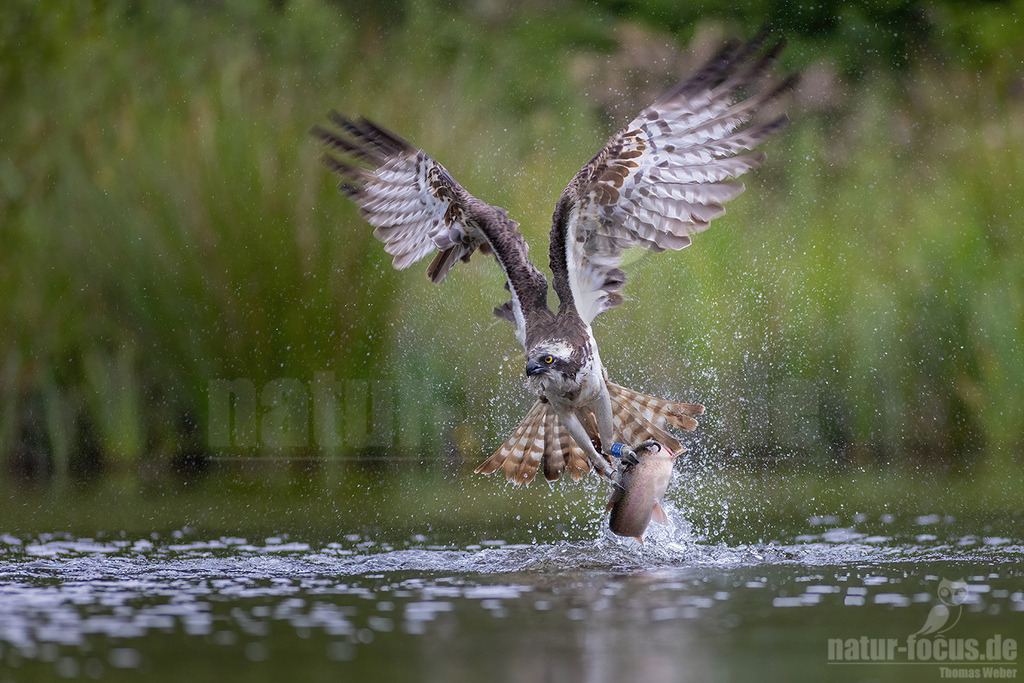 20220717064346-4 | Wie sein Name schon erahnen lässt, spezialisiert sich dieser mittelgroße Adler bei der Nahrungssuche ausschließlich auf Fisch. Deshalb trifft man ihn bei uns in der Nähe von flachen Süßwasserseen und küstennahen Brackgewässern an. - Realisiert mit Pictrs.com