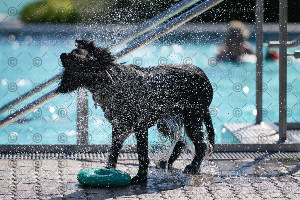 106_202509_4Hundebadetag_NZ9_2447 | proPHOTO - Realisiert mit Pictrs.com