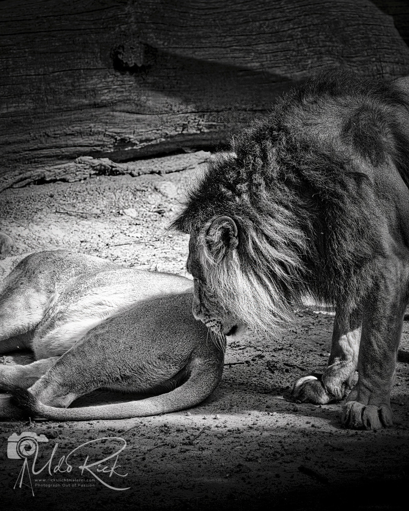 Leo6 | Entdecken Sie Fotografie aus Leidenschaft: Auftragsfotografie, HD-Fotos, Geschenkartikel aus Ihren Bildern und vieles mehr. Beauftragen Sie uns für besondere Momente!