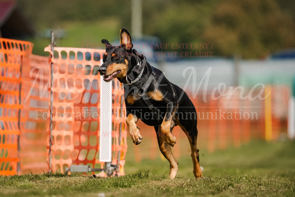 20250928_Hunderennen-392 | MuT (Mensch und Tier) mit Mona - Fotografie und Tierkommunikation - Realisiert mit Pictrs.com