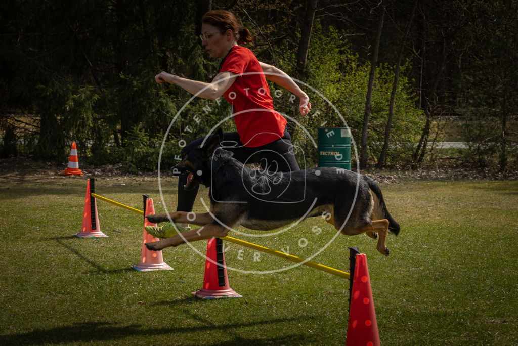 Pfotenfotografie_DV3A4002 | Hundefotografie, Tierfotograf, Pfotenfotografie, Fotoshooting Hund, Hunde Portrait, Hundesport, Hundeportraits, Heideshooting, Hunde, Sportfotograf, Hundefotograf, Turnierhundsport, THS,  - Realisiert mit Pictrs.com
