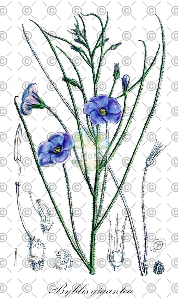 HistAbb_wfo-0000923113_1_ENZY_Simple | Historische Abbildung von Byblis gigantea - Byblidaceae | Historical Illustration of Byblis gigantea - Byblidaceae