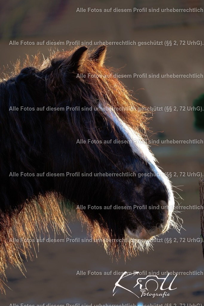 Photo_1736184032098 | krollfotografie - Realisiert mit Pictrs.com