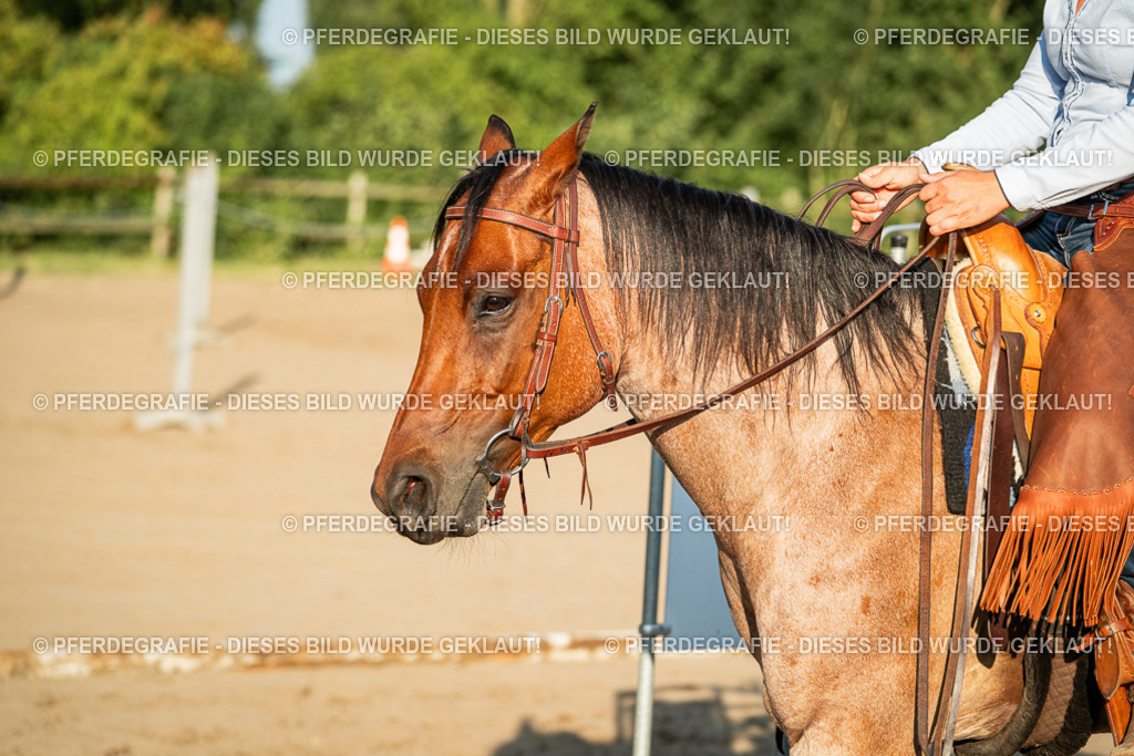 DSC06259 | Pferdegrafie