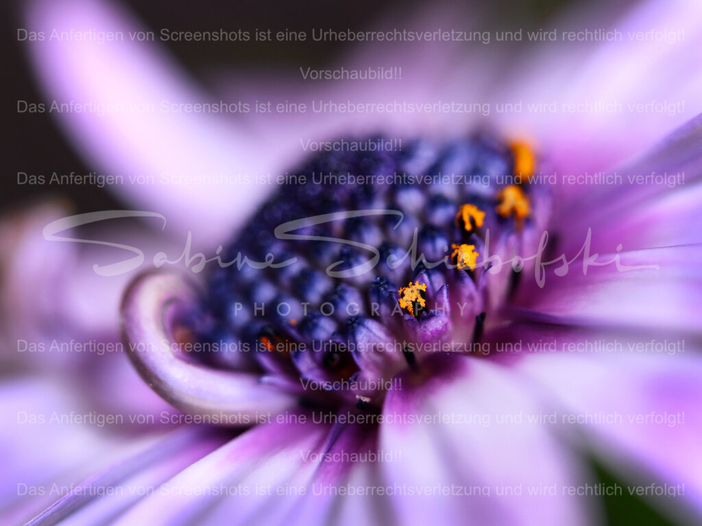 Wandbild Bornholmer Margerite | People- und Tierfotografie, Imageaufnahmen, Veranstaltungsfotografie und Wandbilder aus der Natur ★ Made in Germany ✔️ Druck + Downloads ✔️ Naturfotografie in Top Qualität ★ schneller Versand, weltweite Lieferung! - Realisiert mit Pictrs.com