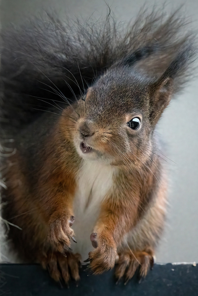 Eichhörnchen mit dunkelbraunem Fell | Deutschland | Premium-Wandbild von justsomewhere.com: Eine extreme Nahaufnahme und Detailstudie eines Eichhörnchens mit charakteristisch dunkelbraunem Fell, leicht geöffnetem Mäulchen und aufmerksamem Blick, aufgenommen in Deutschland. - Realisiert mit Pictrs.com