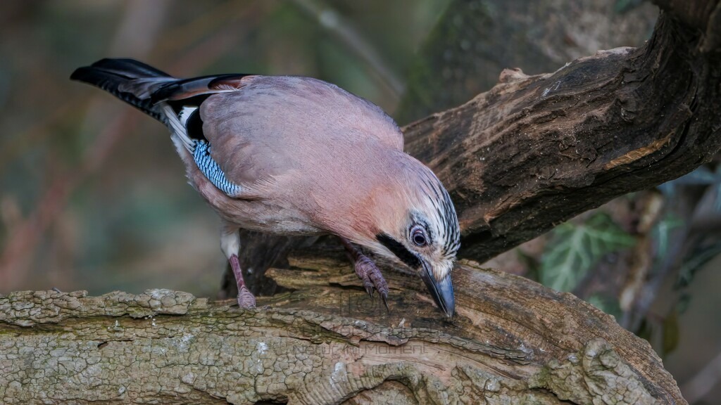 P1003674-Bearbeitet-2024-LR | Natur im Moment - Realisiert mit Pictrs.com