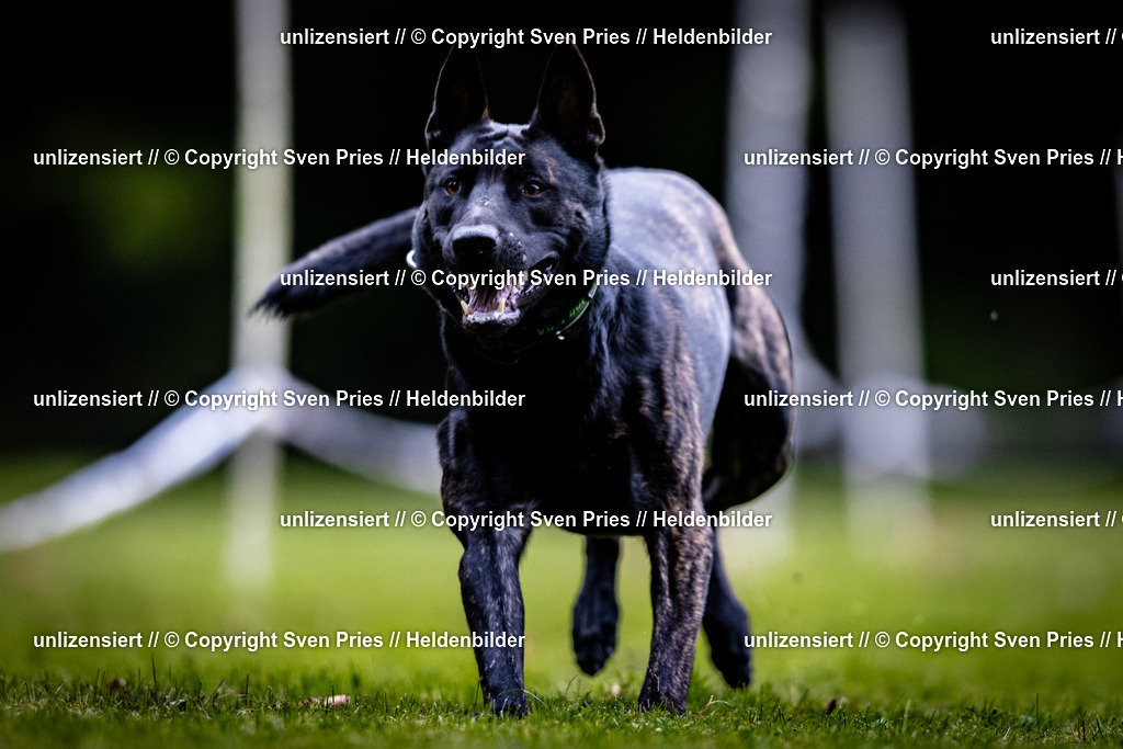 Sven Pries | 2025-10-03 - Hunderennen Obergrombach - Realisiert mit Pictrs.com