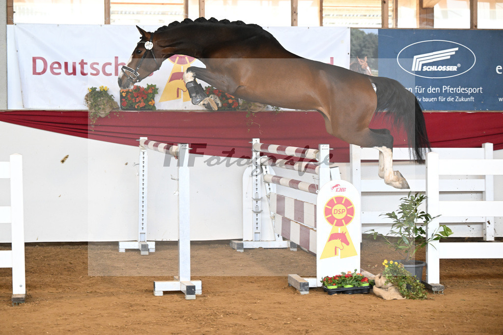 Kat-Nr. 3 Colorful Princess v. Chubakko_Rettenmeier_16250996 | hf-fotografie - Realisiert mit Pictrs.com