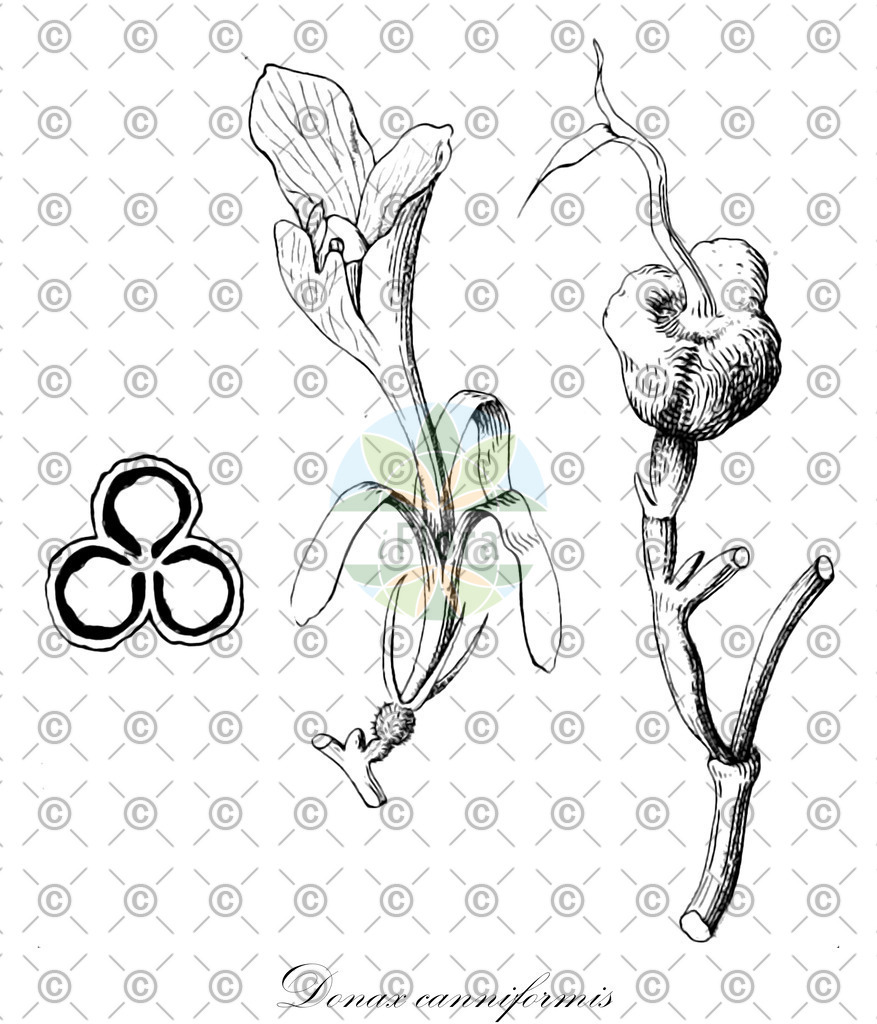 HistAbb_wfo-0000088307_1_ENZY_Simple | Historische Abbildung von Donax canniformis - Marantaceae | Historical Illustration of Donax canniformis - Marantaceae