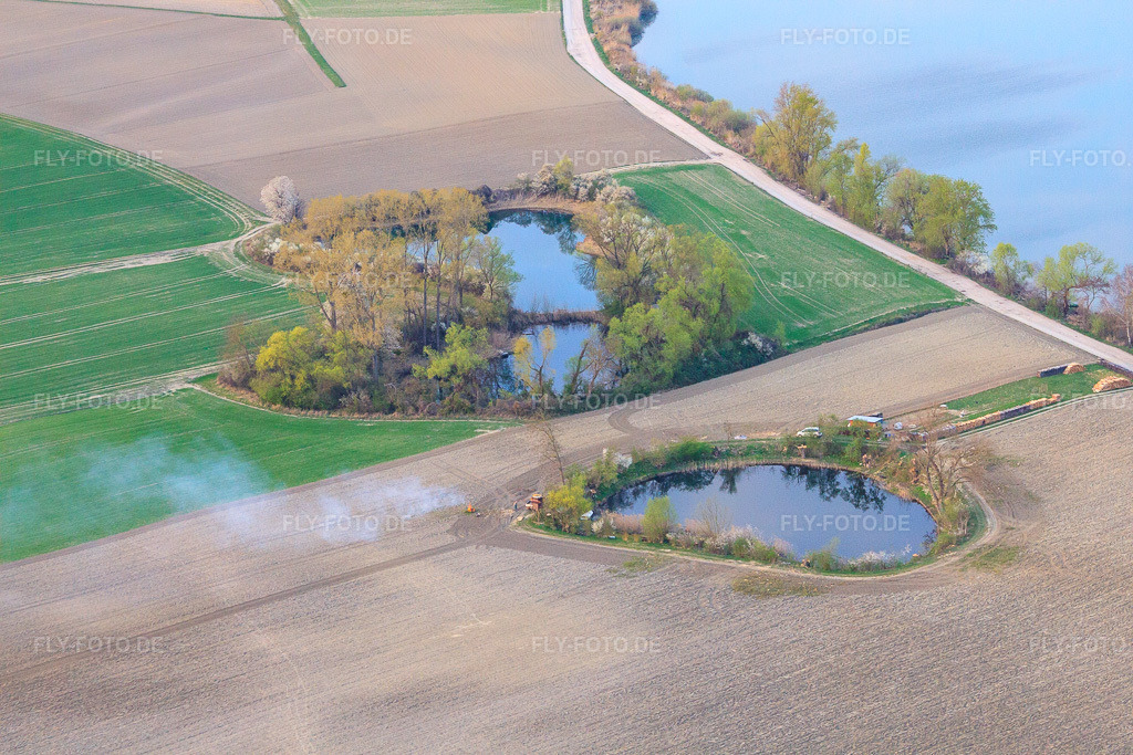 Luftbild: Angelweiher am Altrhein bei Neupotz in Jockgrim im Bundesland Rheinland-Pfalz in Deutschland. Foto: IMG_63499.jpg vom 28.03.2014 durch Werner Riehm/FLY-FOTO.de