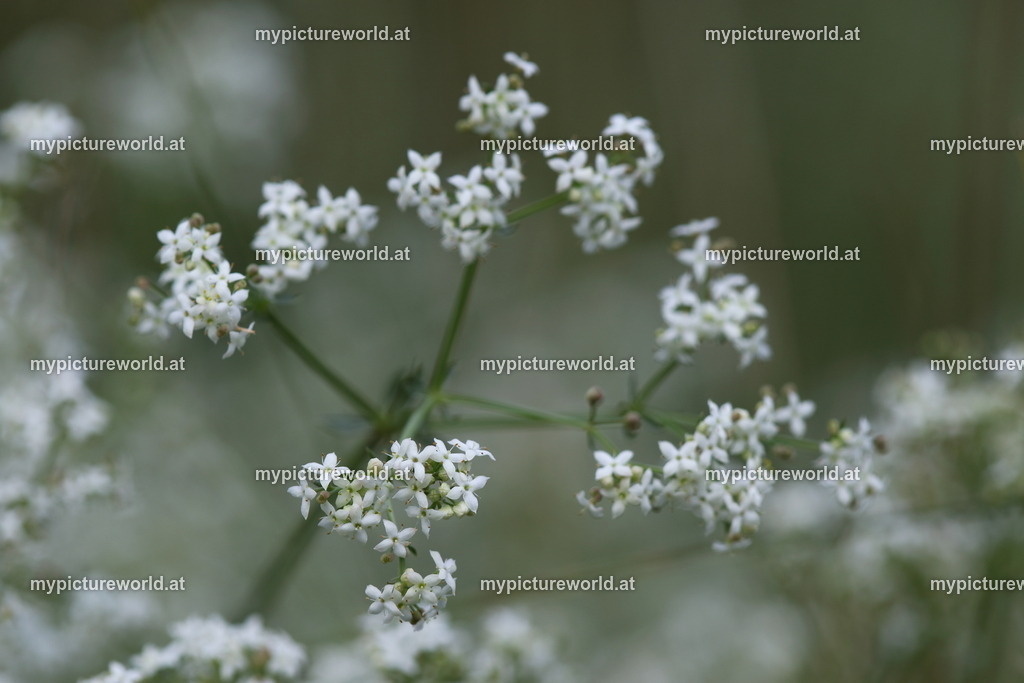 Sumpf-Labkraut-003 | Das Bilderarchiv über Tiere, Planzen und Landschaften. In der Bilddatenbank finden Sie ein große Auswahl an hochwertigen Bilder für Ihre Werbung - Realized with Pictrs.com