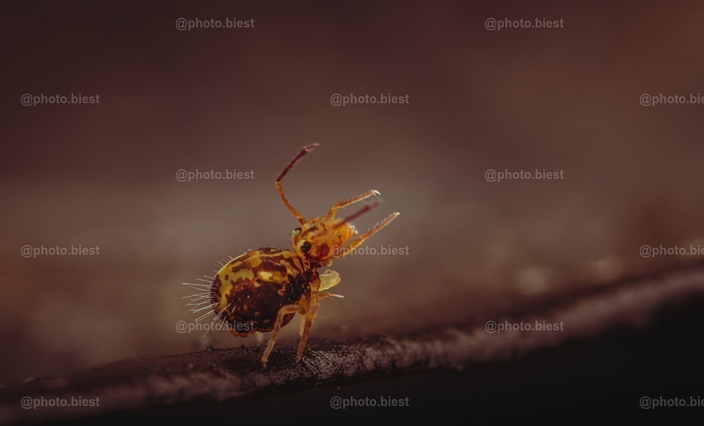 Kugelspringer | Mein allererster Versuch einen 1mm kleinen Kugelspringer Freihand zu fotografieren. Es ist ein Single Shot. - Realisiert mit Pictrs.com