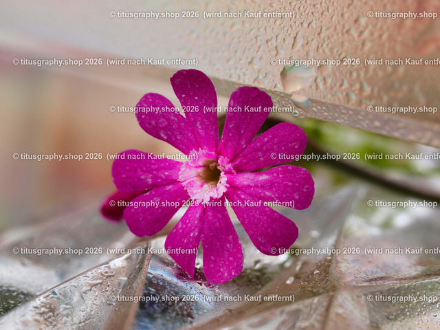 titusgraphy_P6277540-vz-ln | titusgraphy-shop: Geschenkideen mit Qualitätsfotos. titusgraphy-shop: gift ideas with quality photos. titusgraphy-shop: idées cadeaux avec photos de qualité.  - Realisiert mit Pictrs.com