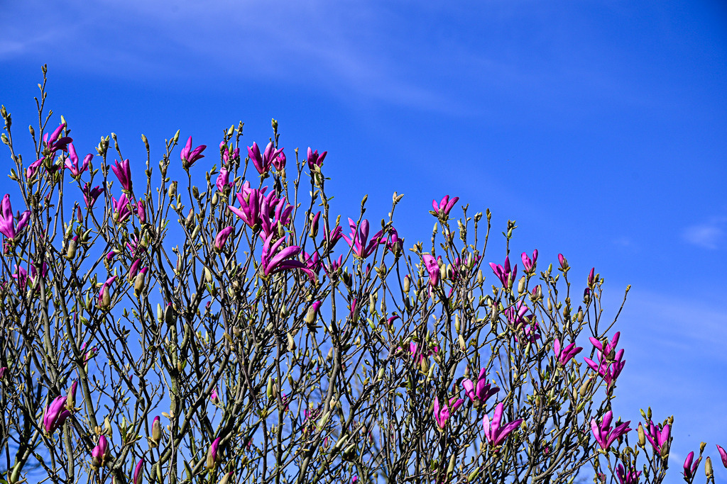 Magie der Purpur-Magnolie | Filigrane Äste recken sich dem strahlend blauen Himmel entgegen, übersät mit unzählbaren purpurroten Blüten, die sich sanft im Wind wiegen. Der kraftvolle Farbakzent der Magnolienblüten vor dem klaren Himmelsblau versprüht pure Lebensfreude und lässt die Sehnsucht nach warmen Frühlingstagen erwachen. Ein Bild voller natürlicher Eleganz und Leichtigkeit, das den Zauber des Frühlingsbeginns auf der Insel Texel greifbar macht und zum Träumen einlädt. - Realisiert mit Pictrs.com