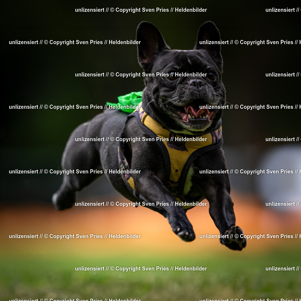 Sven Pries | 19. Allgemeines Hunderennen Karlsruhe Durlach - Realisiert mit Pictrs.com