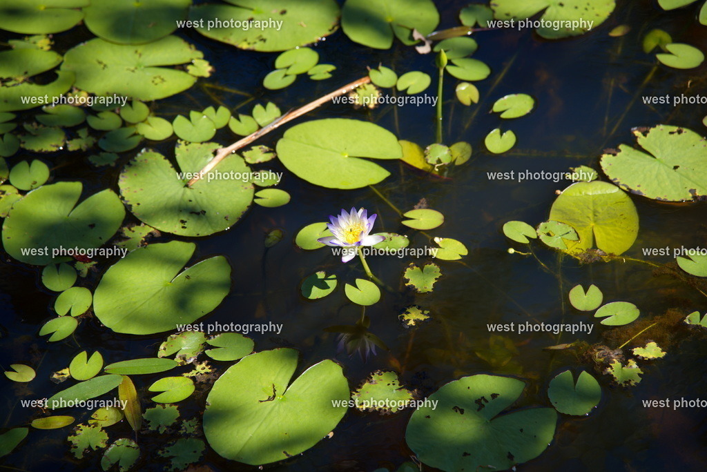 Water Lily - AUS 2016 | west photography - Realisiert mit Pictrs.com
