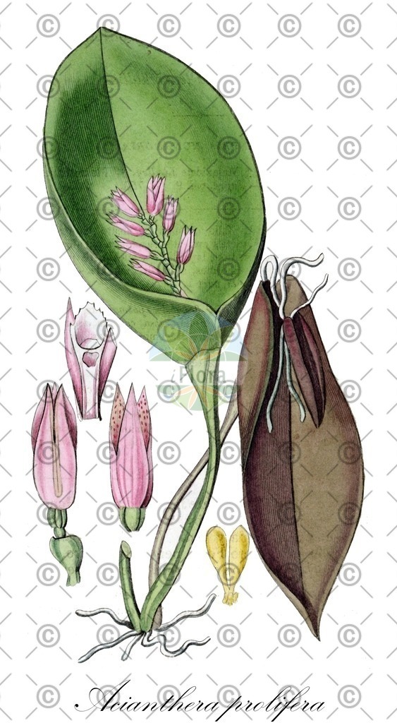 HistAbb_wfo-0000337247_1_ENZY_Simple | Historische Abbildung von Acianthera prolifera - Orchidaceae | Historical Illustration of Acianthera prolifera - Orchidaceae
