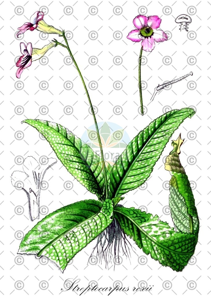 HistAbb_wfo-0000064213_1_ENZY_Simple | Historische Abbildung von Streptocarpus rexii - Gesneriaceae | Historical Illustration of Streptocarpus rexii - Gesneriaceae