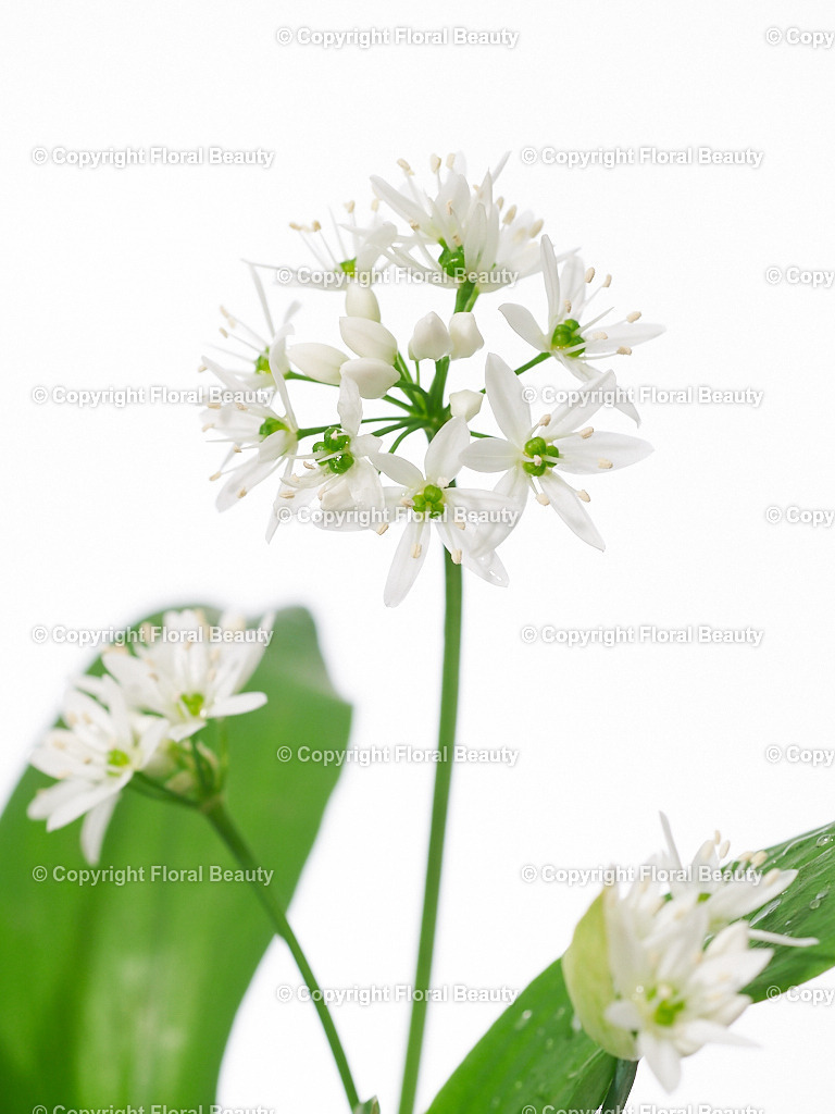 Blu-Allium-ursinum-183019-HS-26 | Onlineshop für hochwertige Wandbilder. Bei uns findet ihr selbstgestaltete Blumenmotive. Das perfekte Geschenk, als Praxisdeko oder die eigene Wohnung. Alle künstlerischen Blumenfotos sind auf Leinwand, FineArtPrint, Kunstdruck und vielem mehr zu erwerben - Realisiert mit Pictrs.com