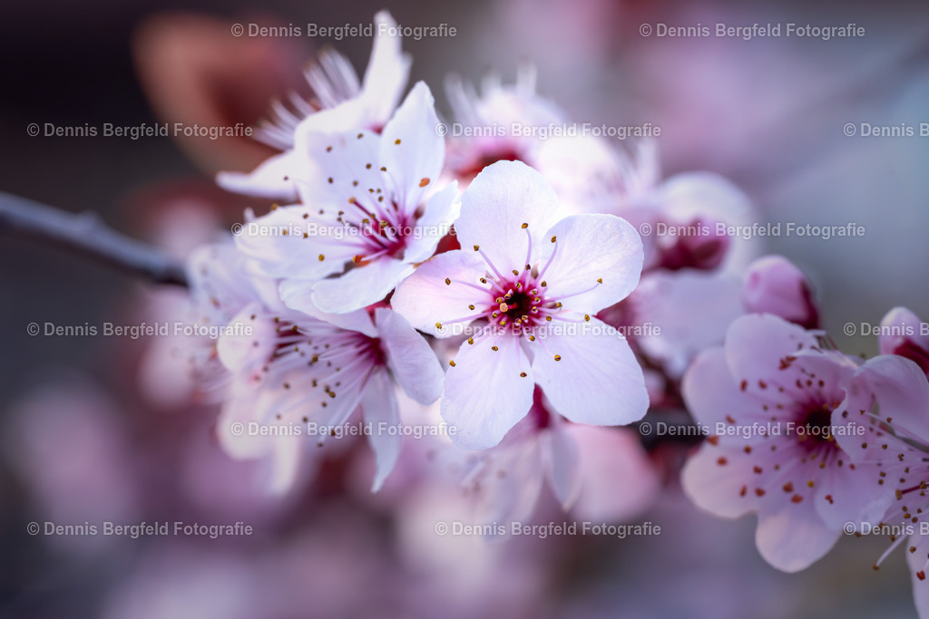 Kirschblüten 3 | Entdecken Sie Natur, Makro und Tierfotografie von Dennis Bergfeld.Besondere Momente und Details der Natur, hochwertig als Foto und Wandbild erhältlich. - Realisiert mit Pictrs.com
