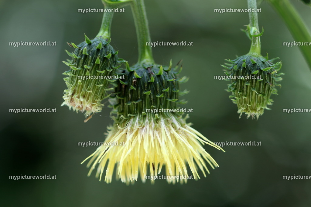 Klebrige-Kratzdistel-001 | Das Bilderarchiv über Tiere, Planzen und Landschaften. In der Bilddatenbank finden Sie ein große Auswahl an hochwertigen Bilder für Ihre Werbung - Realisiert mit Pictrs.com