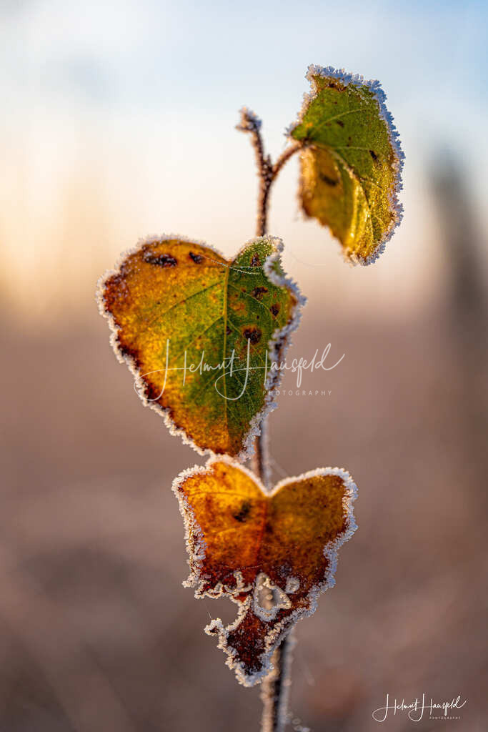 DSC04187 | Landschaftsfotografie, Naturfotografie - Realisiert mit Pictrs.com