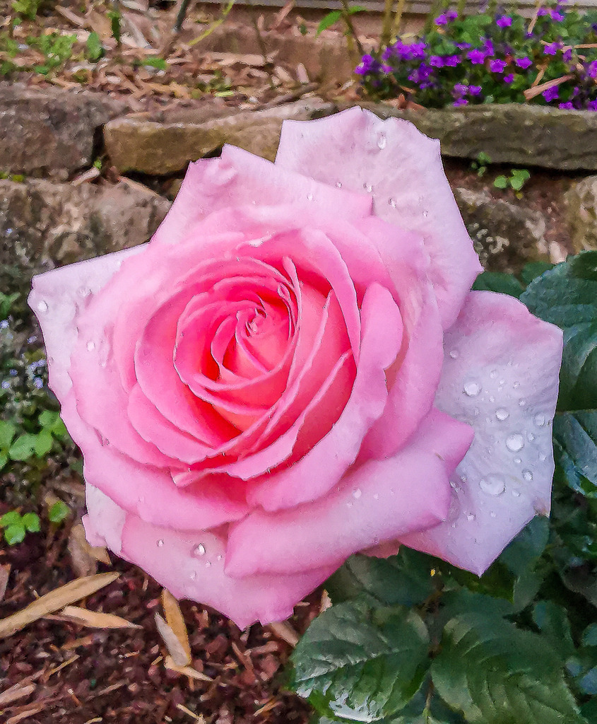 Wandbild Zartrosa Rose – Elegante Blütenästhetik im modernen Fine-Art-Stil | Bringen Sie zeitlose Eleganz und sanfte Naturtöne in Ihre Räume! Dieses exklusive, hochformatige Wandbild fesselt den Betrachter mit einer meisterhaften Makroaufnahme einer edlen rosa Rose. Die feinen Wassertropfen auf den samtigen Blütenblättern kommen im Großformat spektakulär zur Geltung. Bestellen Sie diesen floralen Blickfang jetzt in Galerie-Qualität auf Leinwand, edlem Alu-Dibond oder hinter glänzendem Acrylglas – perfekt für Wohnzimmer, Schlafbereich oder Salon. - Realisiert mit Pictrs.com
