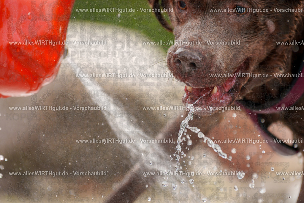 Hundeschwimmen_Grefrath_2026-allesWIRTHgut_Tierfotografie-11_36-7R503394 | Professionelle Tierfotografie in Mönchengladbach von Daniel Wirth (allesWIRTHgut). Liebevolle & natürliche Bilder von Hunden & Katzen für unvergessliche Erinnerungen.
