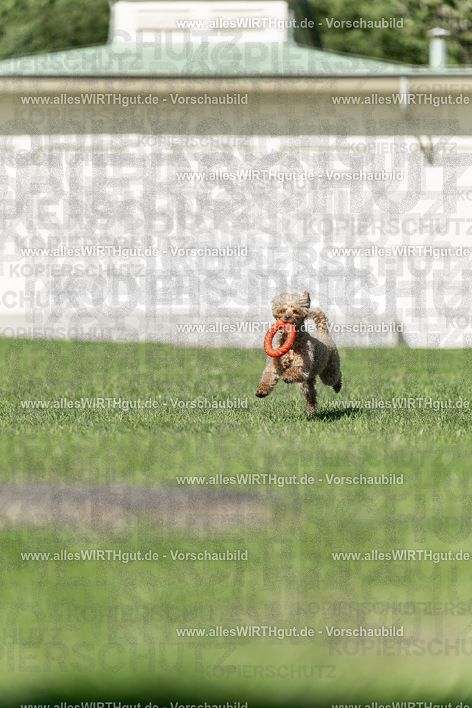 Hundeschwimmen_Volksbad_2026-allesWIRTHgut_Tierfotografie-2609061108-101824-7R509398 | Professionelle Tierfotografie in Mönchengladbach von Daniel Wirth (allesWIRTHgut). Liebevolle & natürliche Bilder von Hunden & Katzen für unvergessliche Erinnerungen.