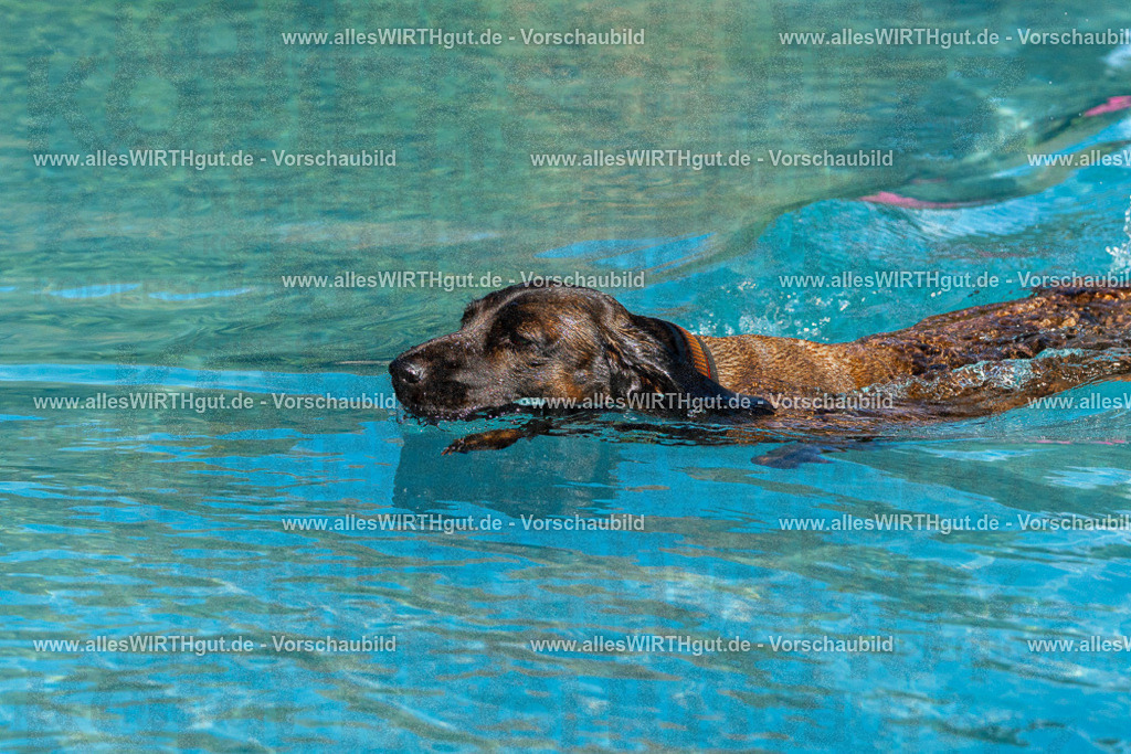 Hundeschwimmen_Volksbad_2026-allesWIRTHgut_Tierfotografie-2609061607-FAY07365 | Professionelle Tierfotografie in Mönchengladbach von Daniel Wirth (allesWIRTHgut). Liebevolle & natürliche Bilder von Hunden & Katzen für unvergessliche Erinnerungen.