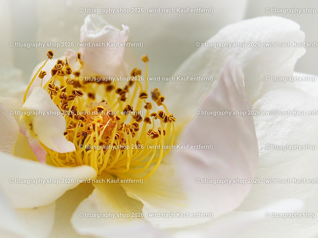 P6080233-titusgraphy-vz-3 | Fotokunstarbeit aus der INSTAGRAM-Gallerie auf titusgraphy.eu - Realisiert mit Pictrs.com