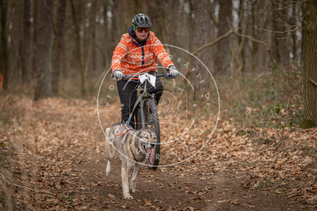 Pfotenfotografie_DV3A7139 | Hundefotografie, Tierfotograf, Pfotenfotografie, Fotoshooting Hund, Hunde Portrait, Hundesport, Hundeportraits, Heideshooting, Hunde, Sportfotograf, Hundefotograf, Turnierhundsport, THS,  - Realisiert mit Pictrs.com
